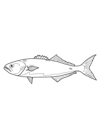 Bluefish Or Tailor Coloring Page